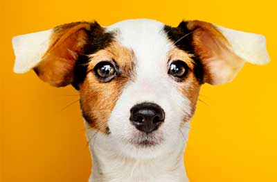 cachorro filhote fundo amarelo