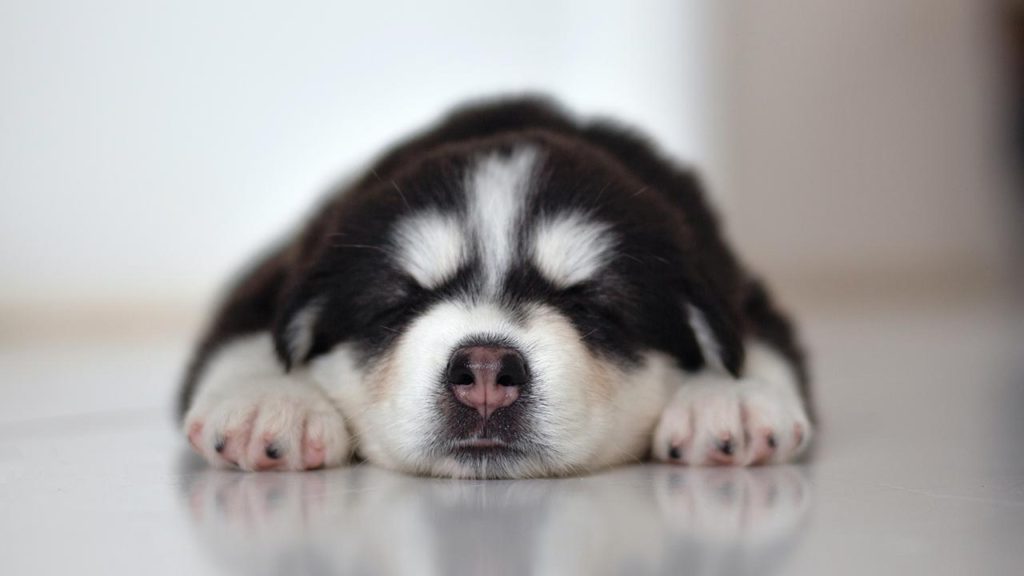 Foto filhote fofo indeciso sobre o tapete higienico