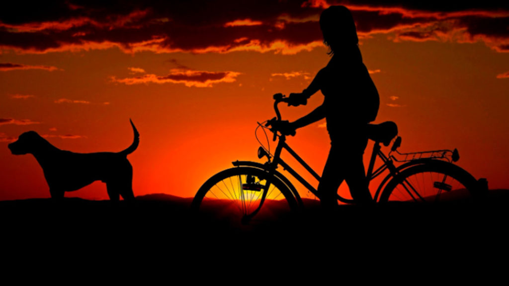 rotina para seu cachorro