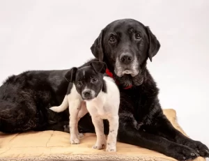 O tapete higiênico é seu aliado quando você e seu cão mais precisam