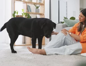 O que são cães de apoio emocional