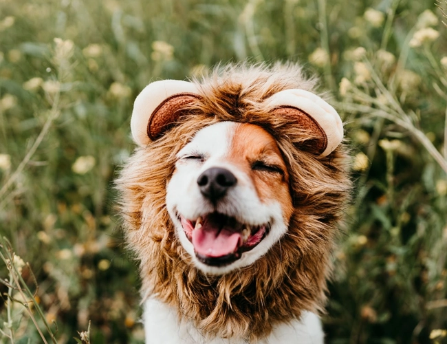 Turma do Pinicão - Os cães leoninos: majestade e charme em quatro patas