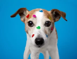Turma do Pinicão - Cães não enxergam cores