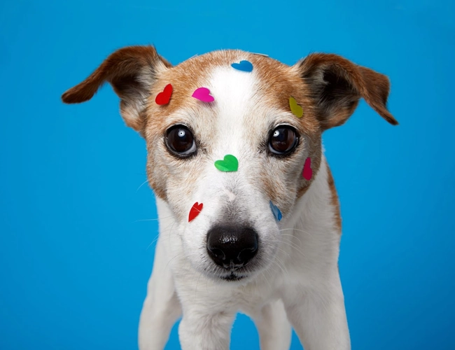 Turma do Pinicão - Cães não enxergam cores