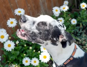 7 cuidados para ter com seu cãozinho com a chegada da primavera