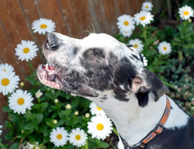 7 cuidados para ter com seu cãozinho com a chegada da primavera