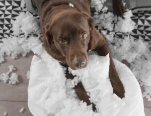 Adotou um doguito - Saiba como evitar que seu cachorro roa seus móveis e sapatos