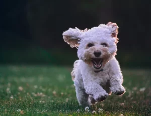 Como ensinar filhote a usar o tapetinho