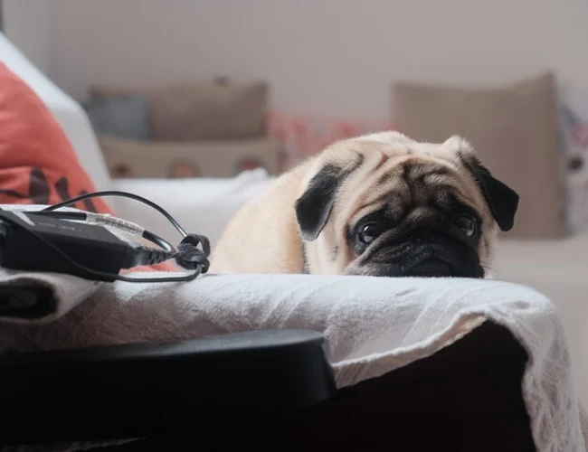 Seu peludo vai ficar sozinho em casa? Confira dicas práticas para garantir o bem-estar do seu pet