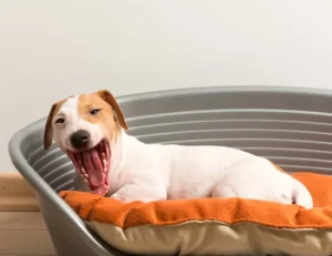 Como manter seu cão calmo diante de aglomerações e ruídos