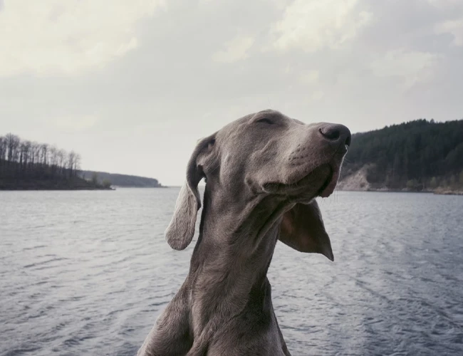 Melhor lugar para colocar o tapete higiênico do seu pet: dicas essenciais para bem-estar e higiene